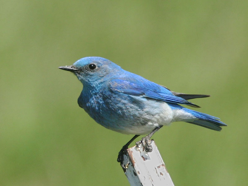 Why Are Bluebirds Blue? | BirdNote